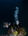   Lion fish underwater photographer Kapalai Dive Resort  